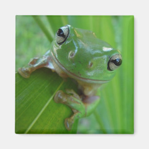 Aimant de grenouille