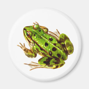 Aimant de grenouille