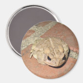 Aimant de grenouille de crapaud (Recto/Verso)