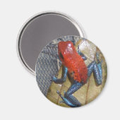 Aimant de grenouille de Jeans bleus (Recto/Verso)