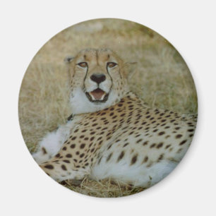 Aimant de guépard