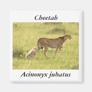 Aimant de guépard et de petit animal