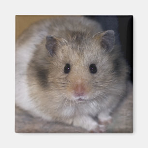 Aimant de Hammie
