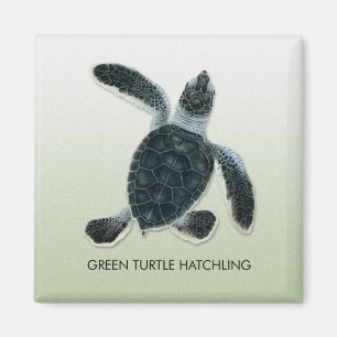 Aimant de Hatchling de tortue verte