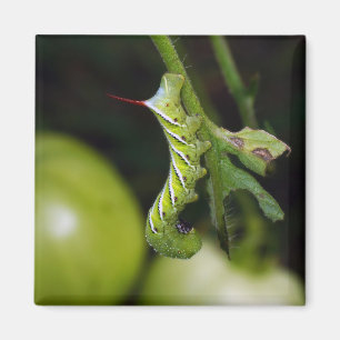 Aimant de Hornworm Caterpillar de tabac