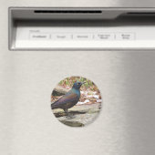 Aimant de joint commun (In Situ (Lave-vaisselle))