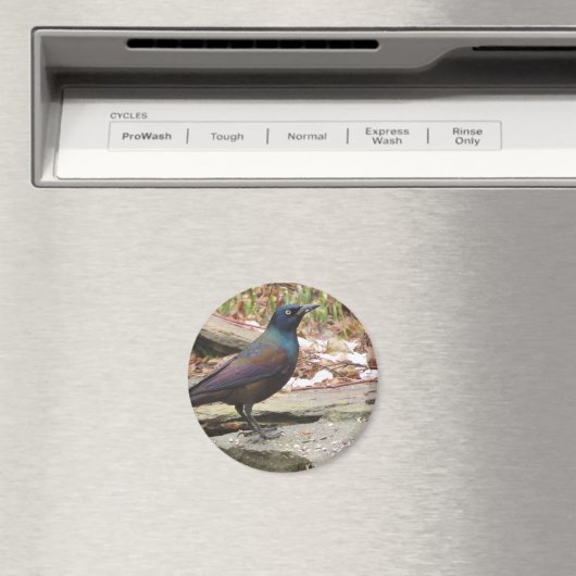 Aimant de joint commun (In Situ (Lave-vaisselle))