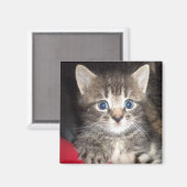 Aimant de Kitten surpris (Recto/Verso)