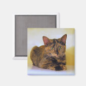 Aimant de Kitten Tortoiseshell (Recto/Verso)