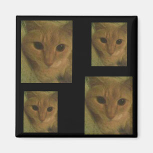Aimant de Kitty