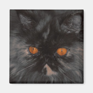 aimant de Kitty de délivrance