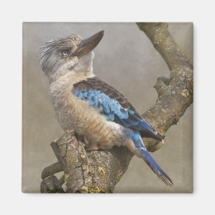 Aimant de Kookaburra
