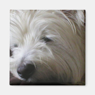 Aimant de KRW Westie