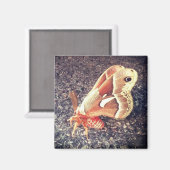 Aimant de la Moth (Recto/Verso)