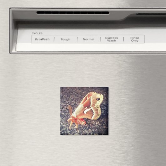 Aimant de la Moth (In Situ (Lave-vaisselle))