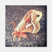 Aimant de la Moth (Devant)