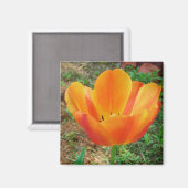 Aimant de la tulipe (Recto/Verso)