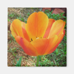 Aimant de la tulipe