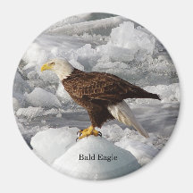 Aimant de l'aigle à tête blanche