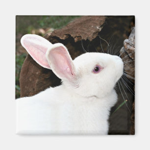 aimant de lapin