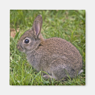 Aimant de lapin de bébé