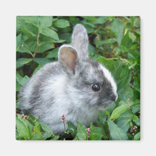 Aimant de lapin de bébé
