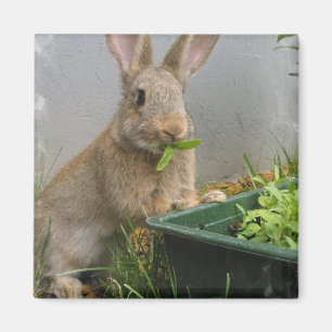 Aimant de lapin de lapin