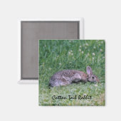 Aimant de lapin de queue de coton (Recto/Verso)