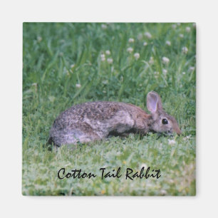 Aimant de lapin de queue de coton