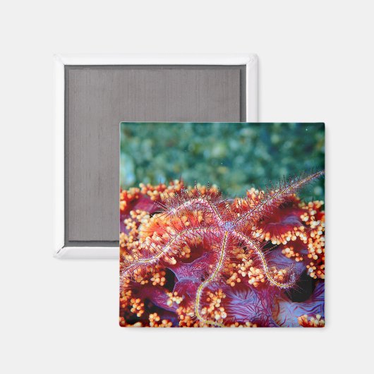 Aimant de l'étoile de Corail (Recto/Verso)