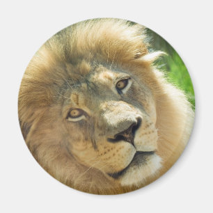 Aimant de lion