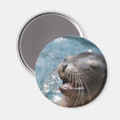 Aimant de lion de mer mignon (Recto/Verso)