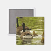 Aimant de l'oie et de l'oie du Canada (Recto/Verso)