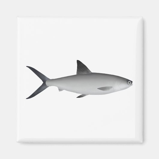 Aimant de lotte (Devant)