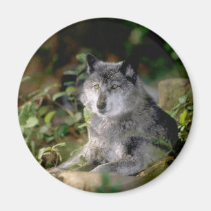 Aimant de loup gris