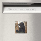 Aimant de l'ours bubu (In Situ (Lave-vaisselle))
