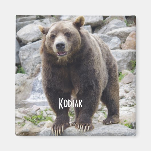 Aimant de l'ours de Kodiak (Devant)