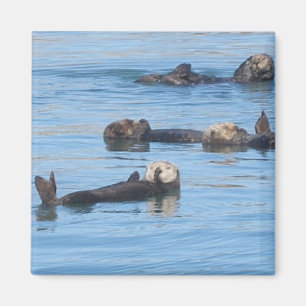 Aimant de loutre