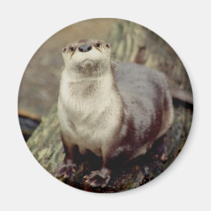 Aimant de loutre de rivière
