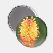 Aimant de lumière du coucher de soleil (Recto/Verso)