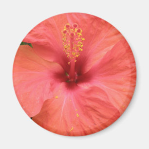 Aimant de macro à fleur d'Hibiscus orange