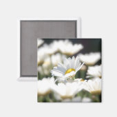 Aimant de marguerite (Recto/Verso)