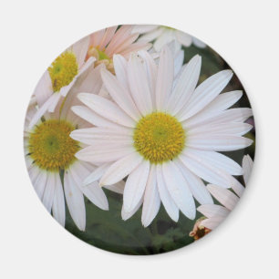 Aimant de marguerite