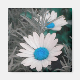 Aimant de marguerite blanche (avec turquoise)