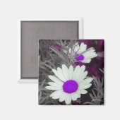 Aimant de marguerite blanche (p violet) (Recto/Verso)