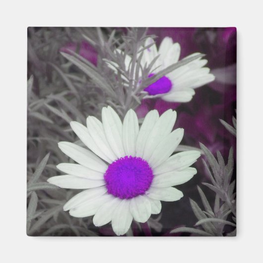 Aimant de marguerite blanche (p violet) (Devant)
