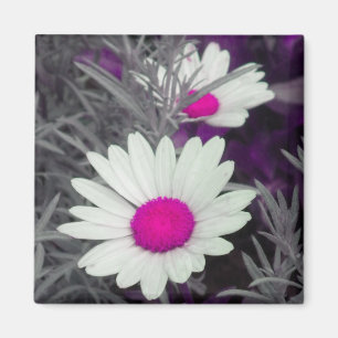 Aimant de marguerite blanche (w rose)