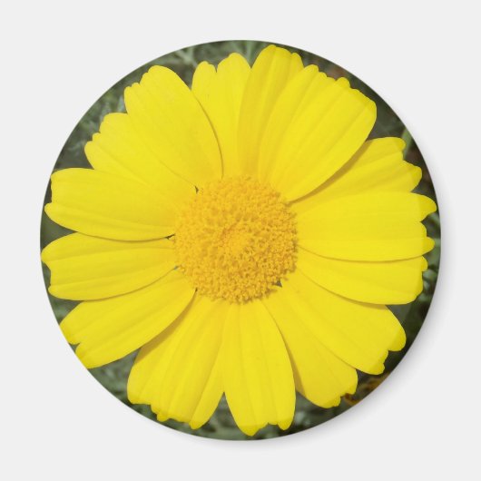 Aimant de marguerite jaune (Devant)