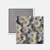 Aimant de marguerites blanches (Recto/Verso)