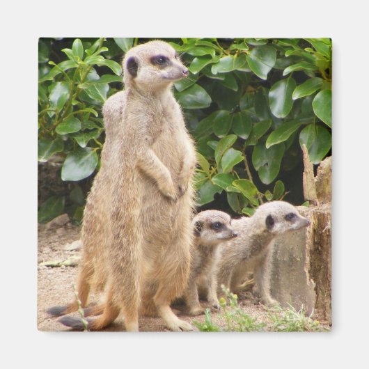 Aimant de Meerkat (Devant)